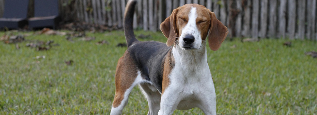 American-Foxhound
