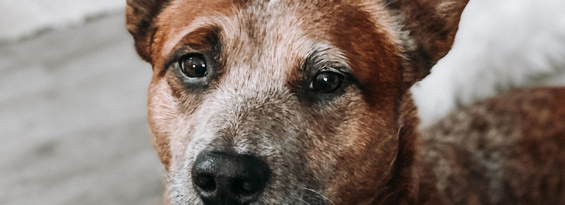 Australian-Cattle-Dog