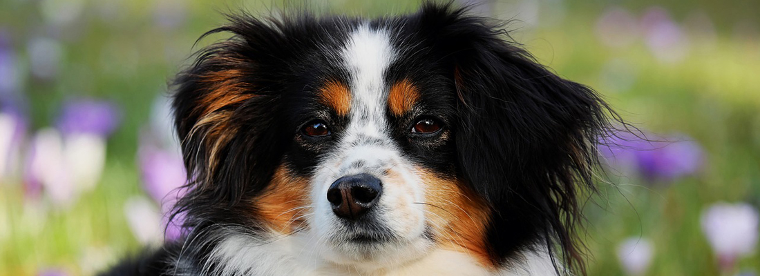 Australian Shepherd hondenras
