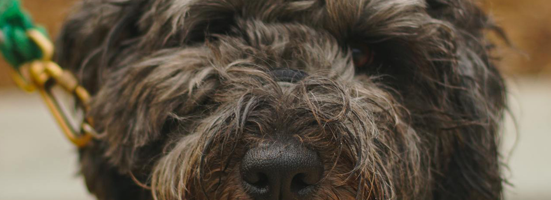 Barbet