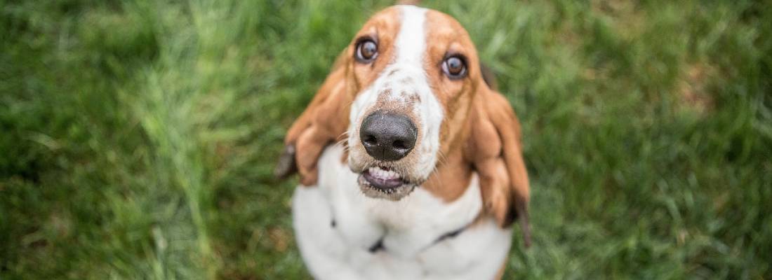 Basset Hound hondje