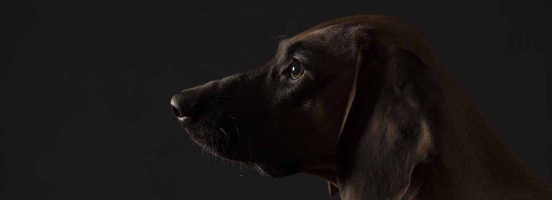 Bavarian Mountain Hound