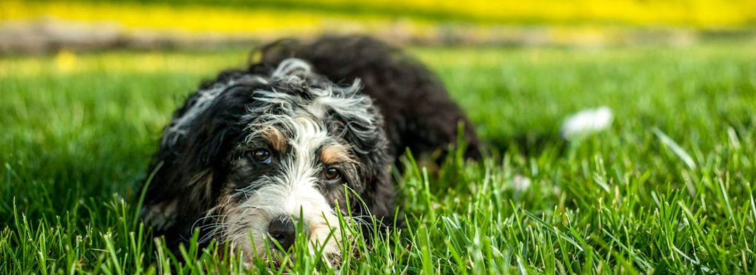 Bernedoodle