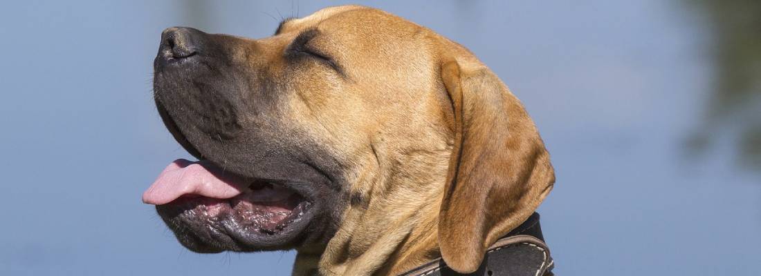 Boerboel hondje