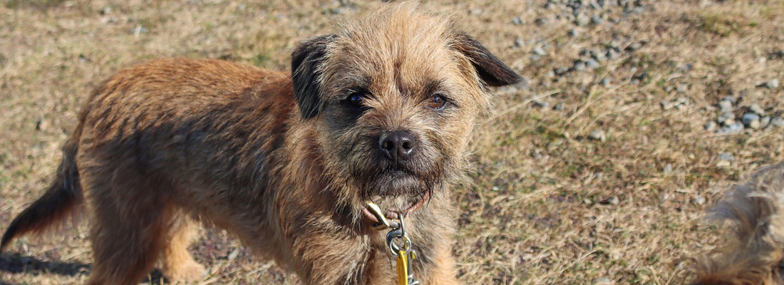 Border-Terriër Border Terriër