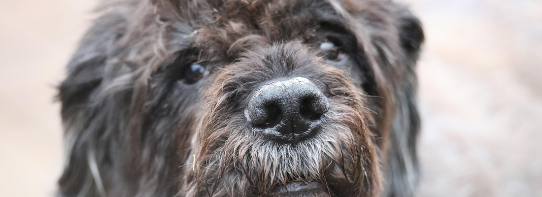 Bouvier