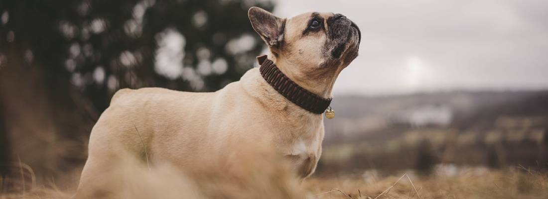Bulldog hondje