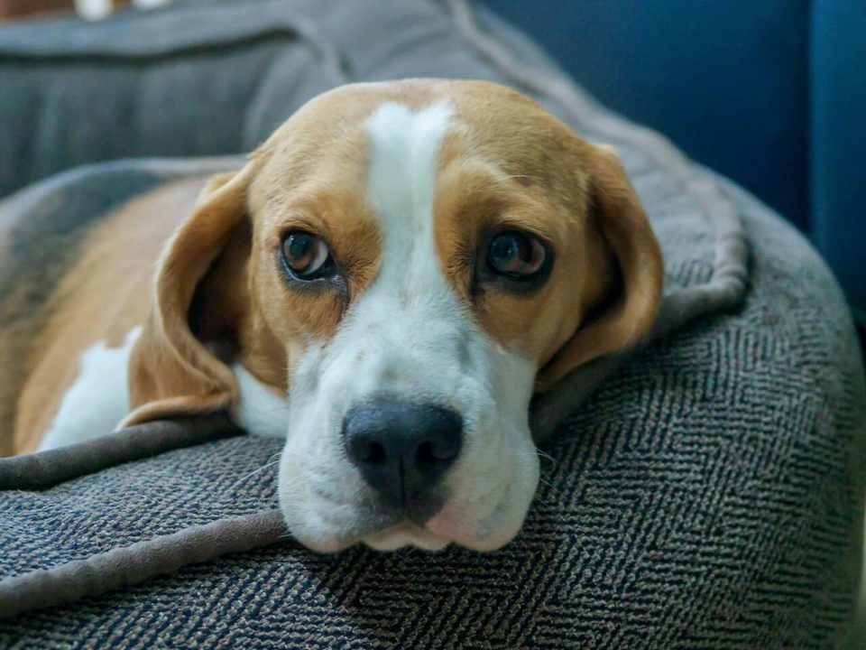 De liefde bedrijven in het bijzijn van je hond