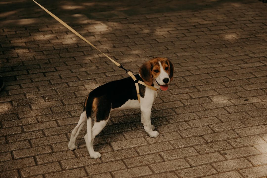 Een hond naar het asiel brengen