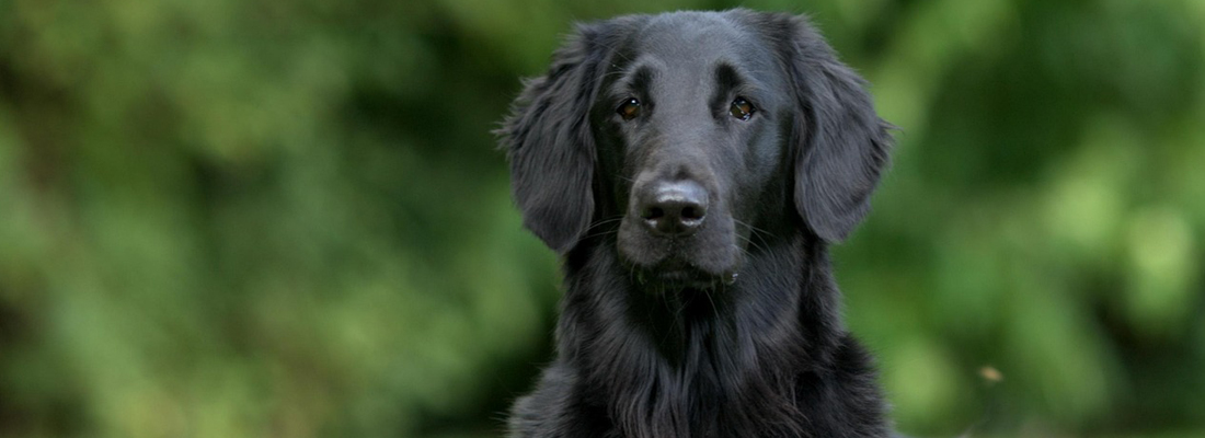 Flat-Coated-Retriever