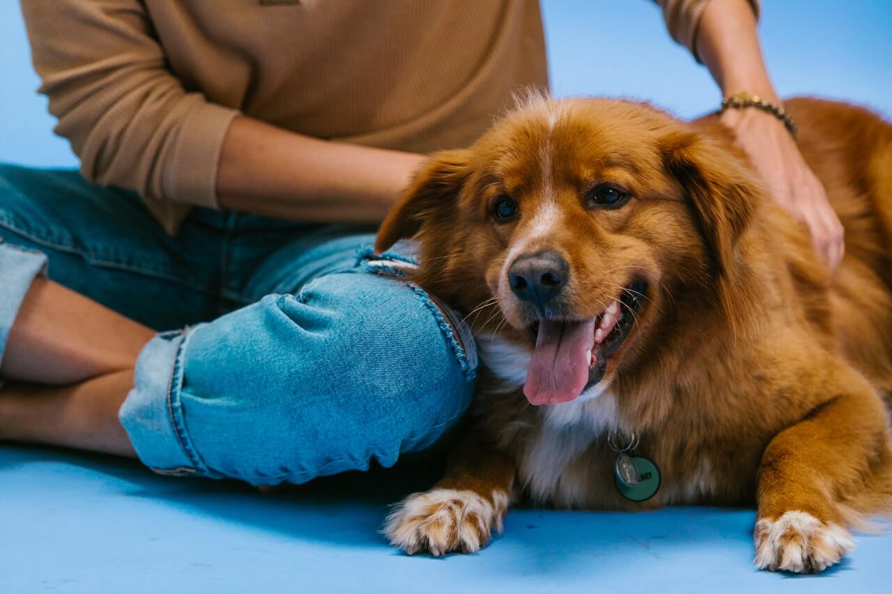 Gabapentine voor honden