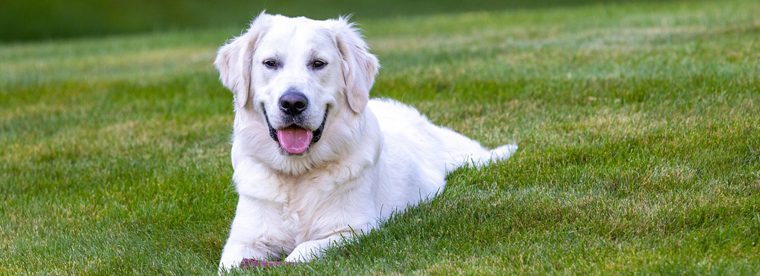 Golden-Retriever-hond