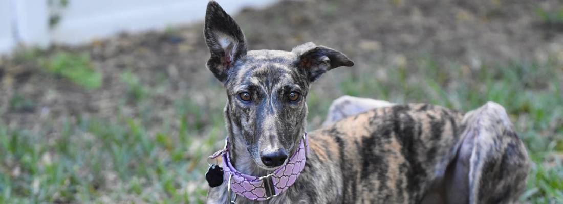 Greyhound hondje