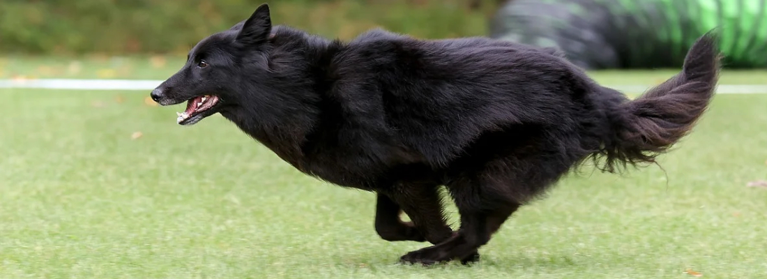 Groenendaeler Groenendaeler