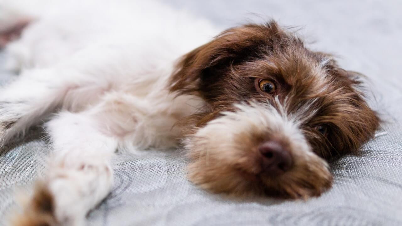 Hond heeft kippenpoot gegeten