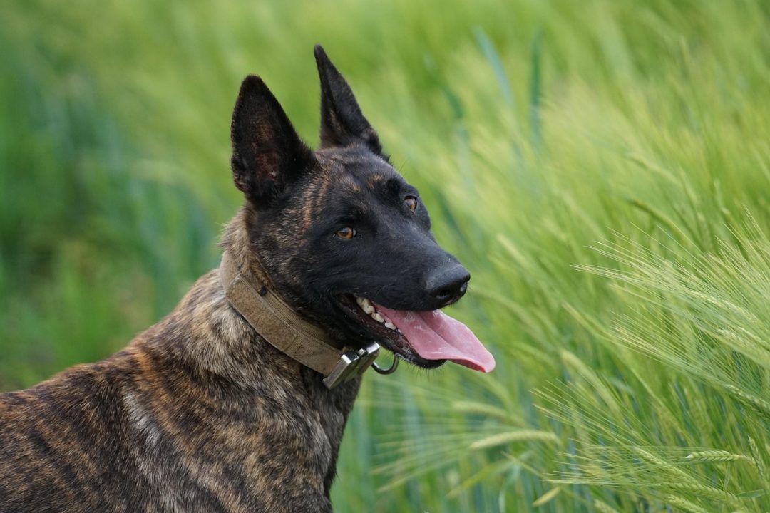 K9
