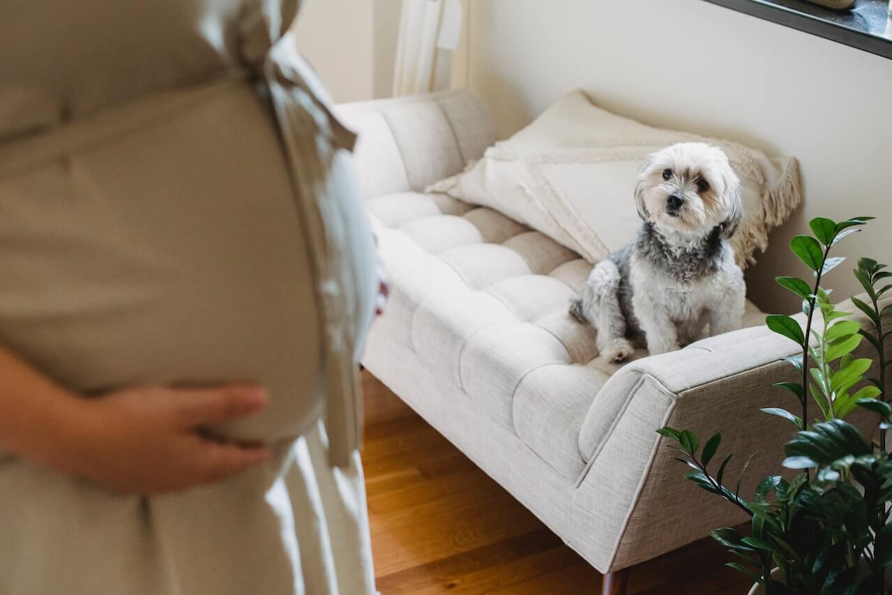 Kunnen honden menselijke zwangerschap voelen