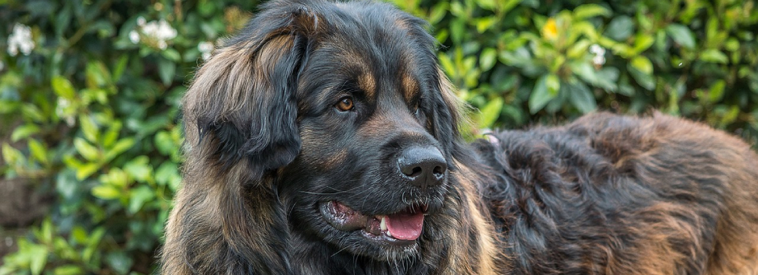 Leonberger Leonberger