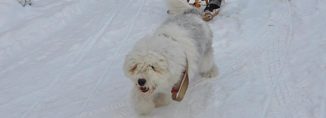 Old English Sheepdog