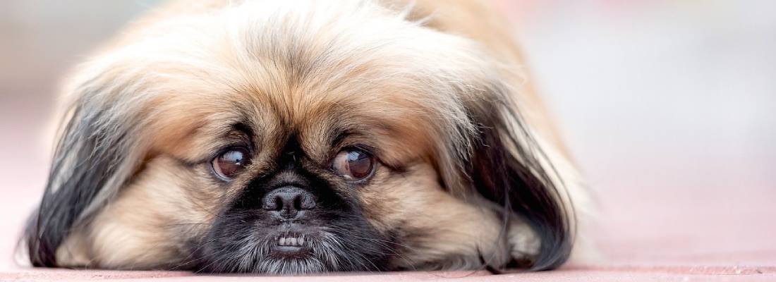 Pekingees hondje