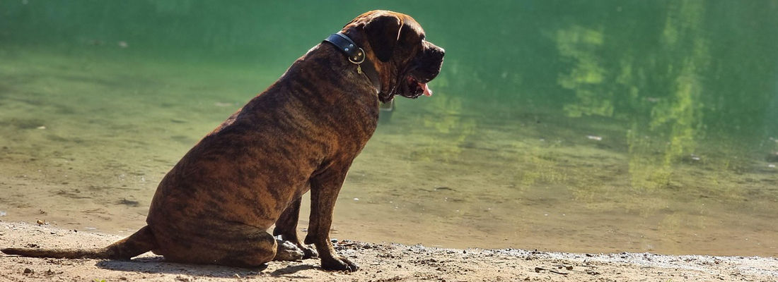 Perro de Presa Mallorquin