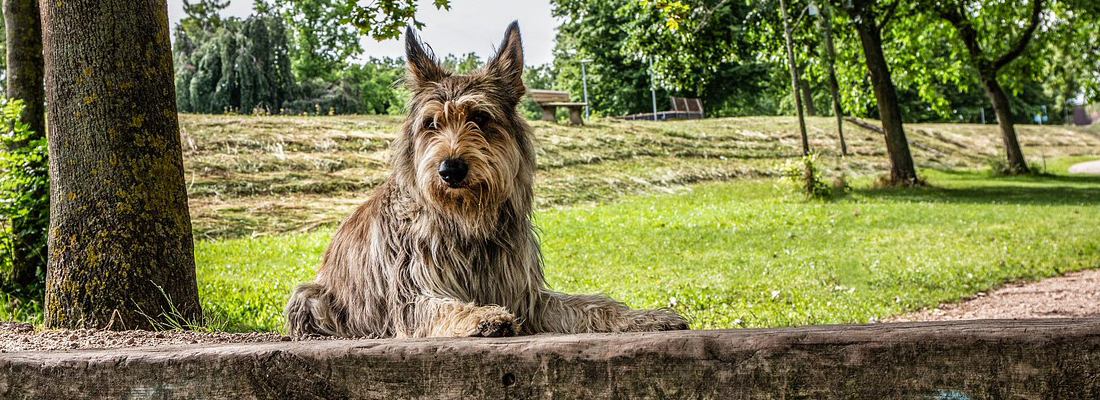 Picardische-Herder Picardische Herder
