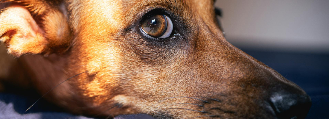 Plott Hound
