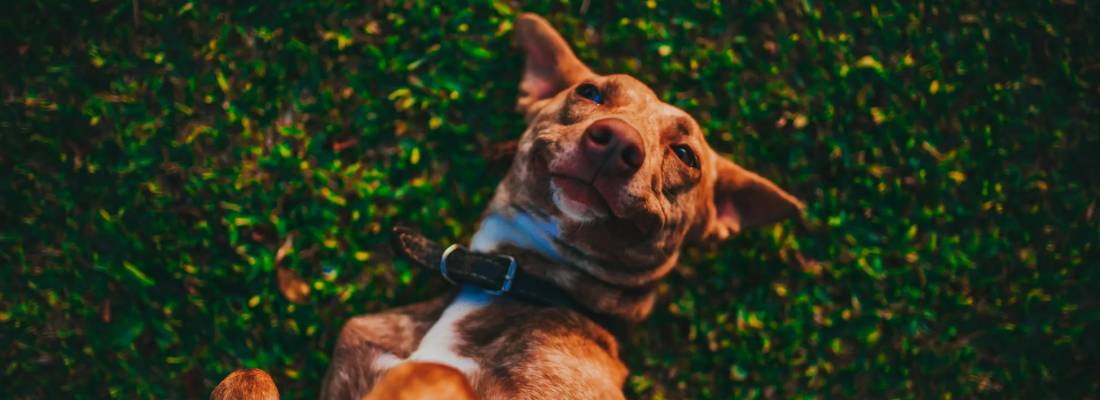 Podenco Ibicenco