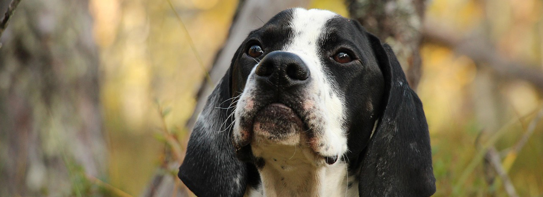 Pointer