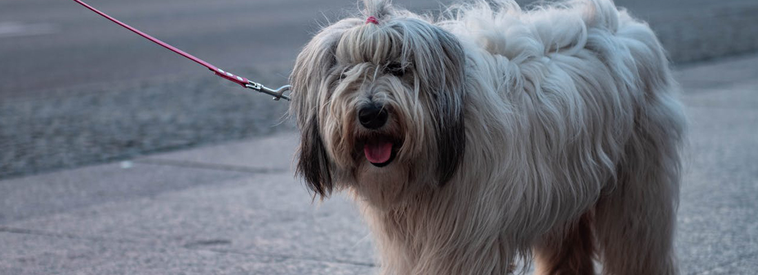 Polski-Owczarek-Nizinny Polski Owczarek Nizinny