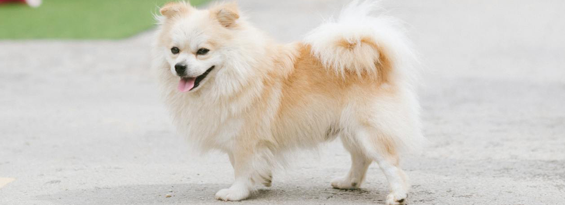 Pomchi-hondenras