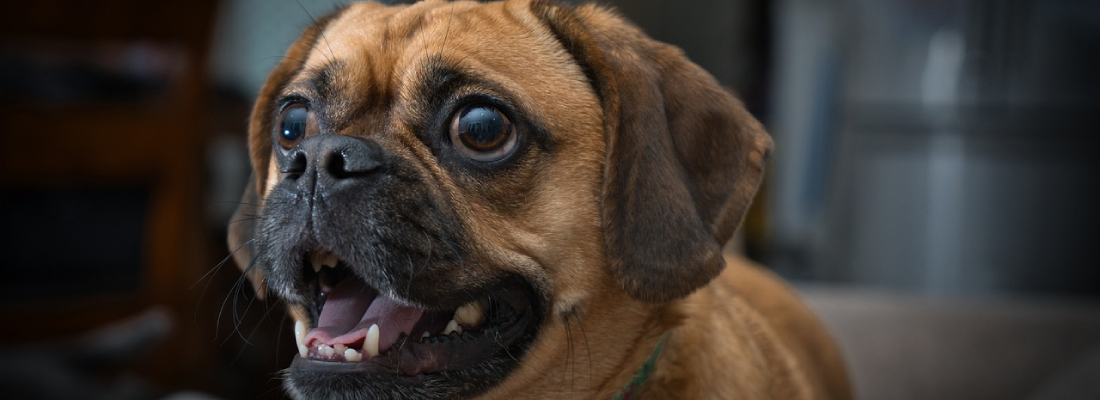 Puggle