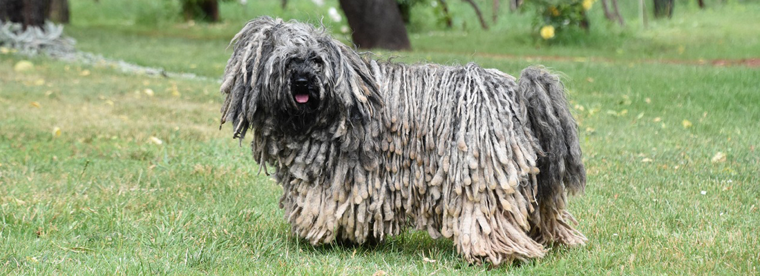 Puli-hond Puli hond