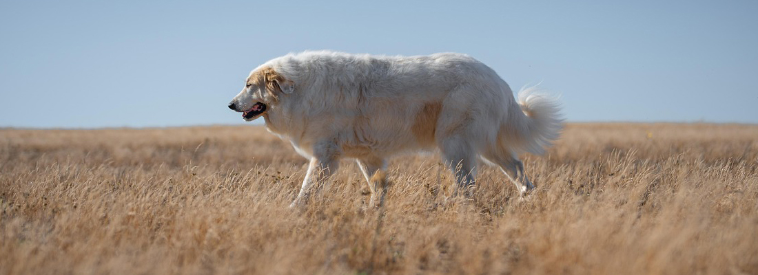 Pyrenean-Mastiff Pyrenean Mastiff