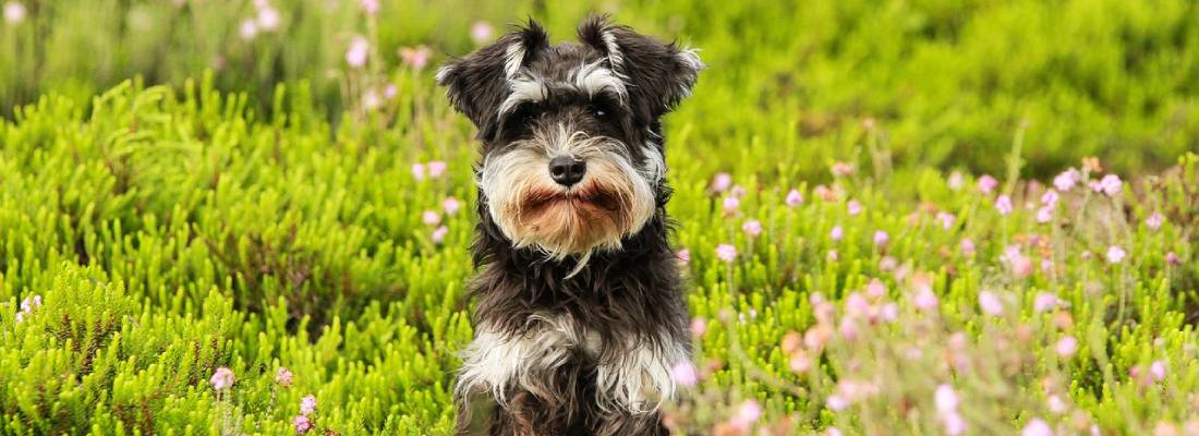 Schnauzer hondenras