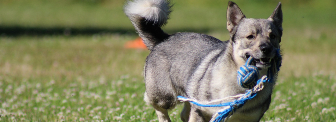Swedish-Vallhund Swedish Vallhund