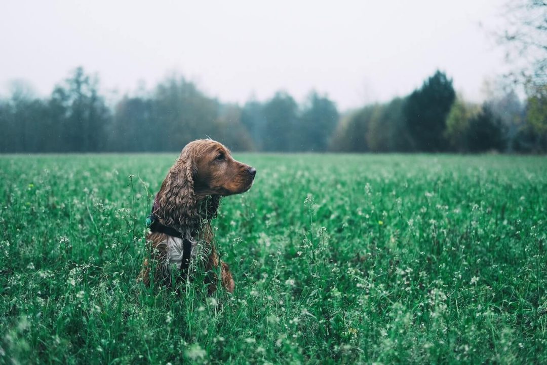 Veel voorkomende oorzaken van plotselinge dood bij honden