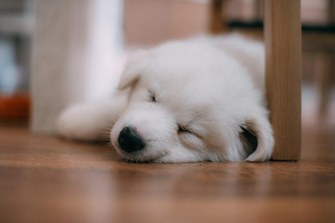Waarom blijft mijn hond in zijn slaap