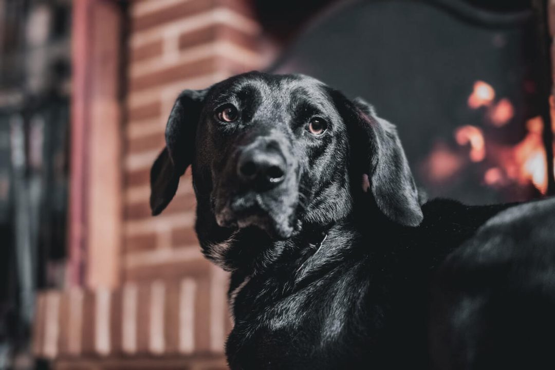 Waarom is de neus van mijn hond nat