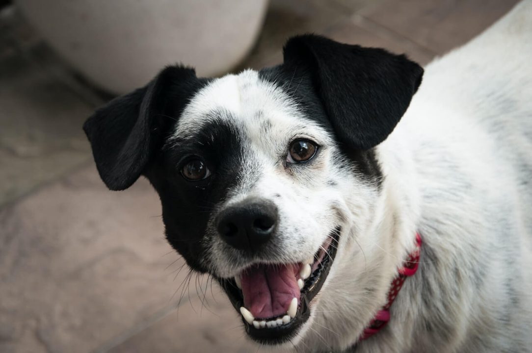 Waarom likt een hond zijn baas