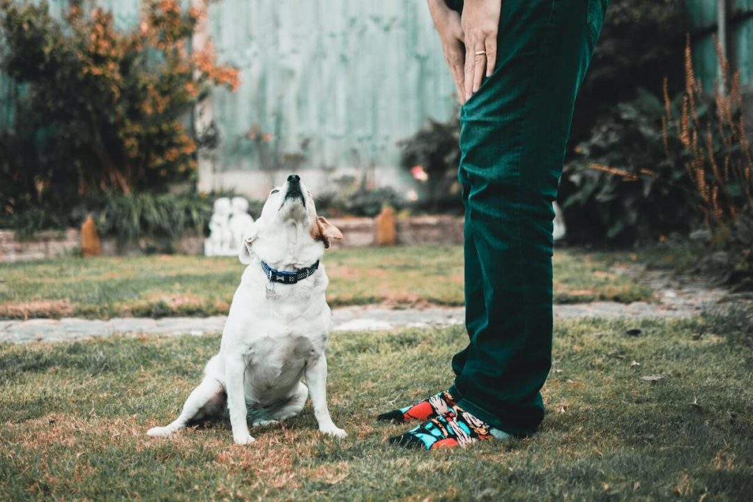 Waarom zitten honden op je voeten