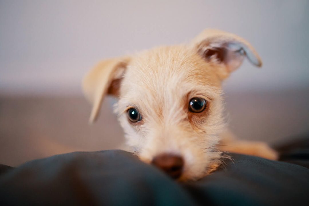 Wat kan ik mijn hond tegen de pijn geven