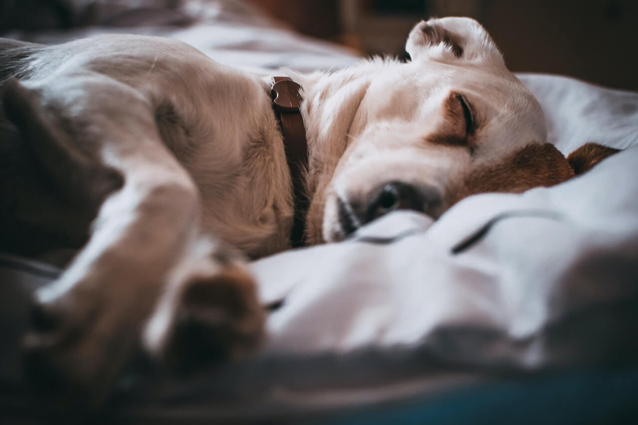 Wat zegt de slaaphouding over mijn hond