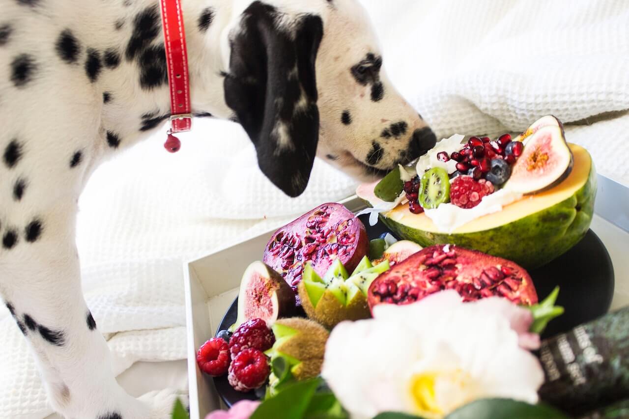 Welk fruit mag een hond eten