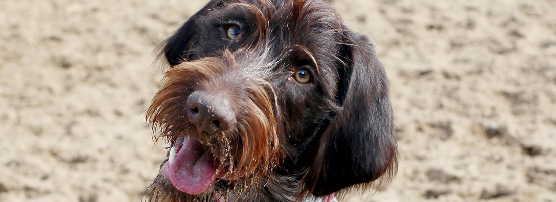 Wirehaired Pointing Griffon
