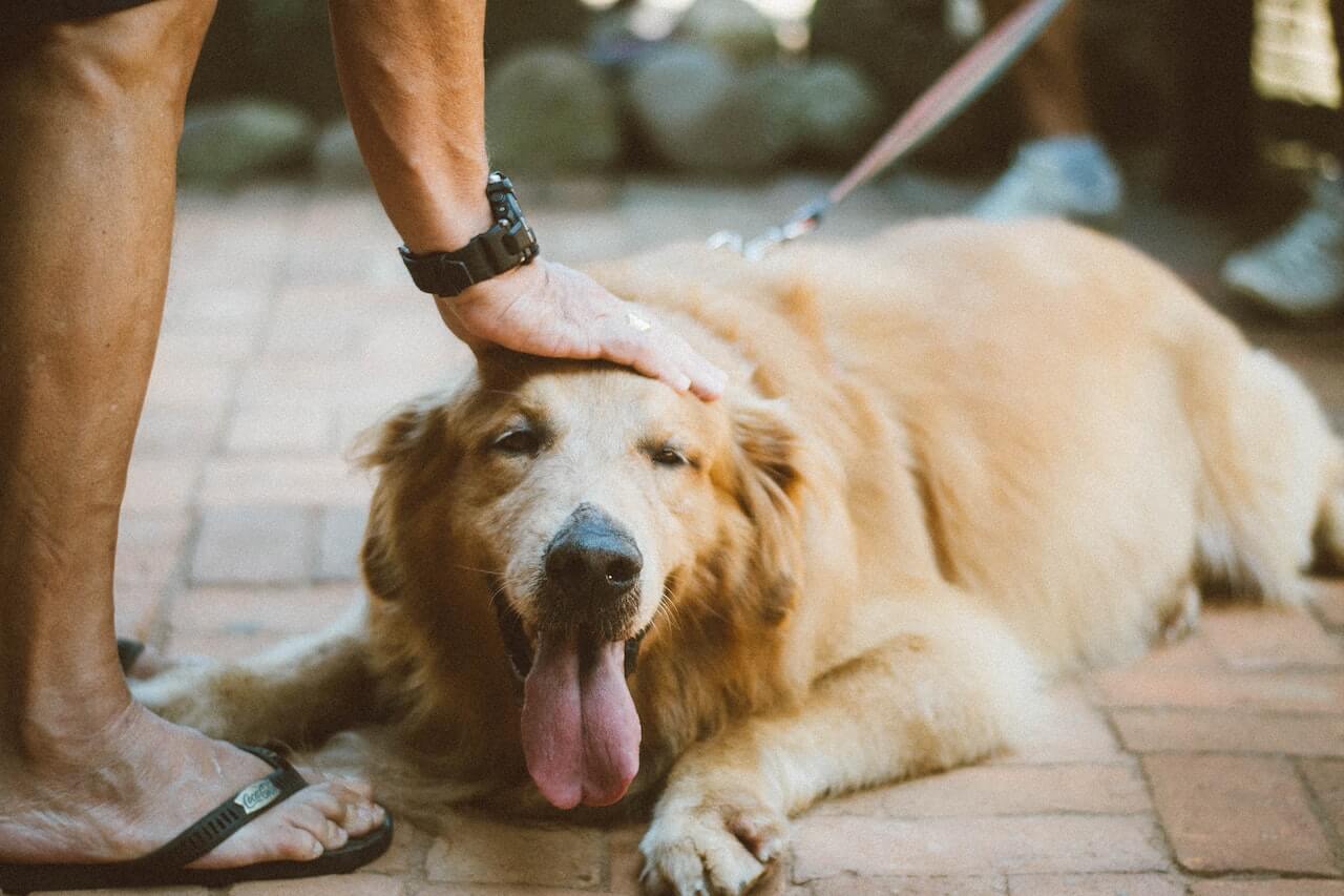 Ziekte van Cushing bij honden