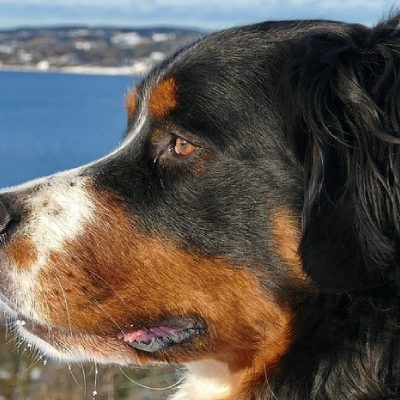 Berner Sennenhond