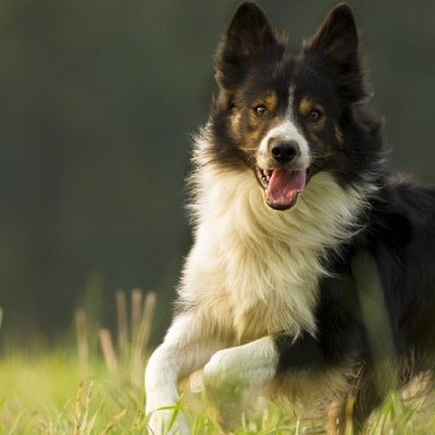 Border Collie