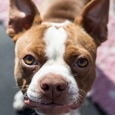 Boston Terrier
