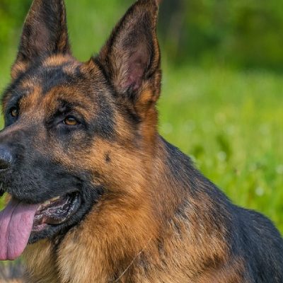 Duitse Herder